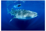 Whaleshark