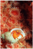 Hermit Crab