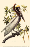 Brown Pelican