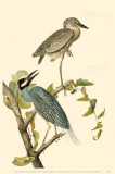 Yellow-Crowned Night Heron