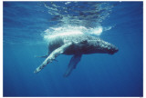 Baby Humpback