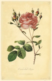 Cumberland Rose