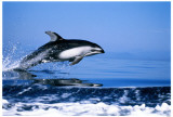 Pacific White-sided Dolphin