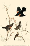 Red-Winged Blackbird
