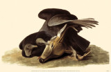 Black Vulture