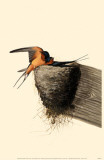 Barn Swallow