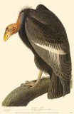 California Condor