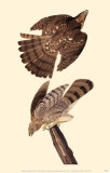 Cooper's Hawk