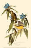 Connecticut Warbler