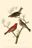 Pine Grosbeak