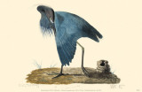 Little Blue Heron