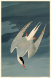 Arctic Tern