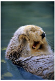 Seaotter