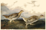 Sharp-Tailed Grouse