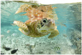 Sea Turtle