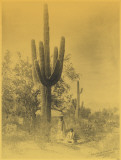Buy Gathering Saguaro Fruit at AllPosters.com