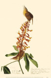 Carolina Wren