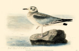 Bonaparte's Gull