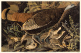 Wild Turkey Female