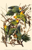 Carolina Parakeet