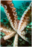 Giant Pacific Octopus