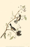 Boreal Chickadee