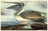 Brown Pelican