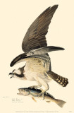 Buy Osprey at AllPosters.com