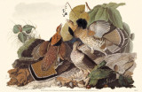 Ruffed Grouse