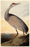Sandhill Crane