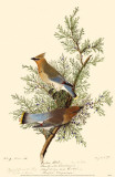Cedar Waxwing