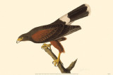 Harris' Hawk