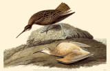 Eskimo Curlew