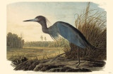 Little Blue Heron