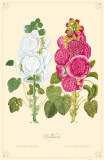 Hollyhock Flowers
