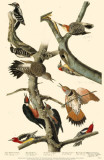 Red-Bellied Woodpecker
