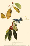 Cerulean Warbler