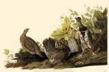 Spruce Grouse