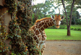 Giraffe Manor