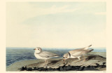 Piping Plover