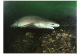 Sixgill Shark