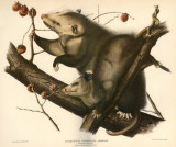 Virginia Opossum