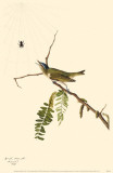 Buy Red-Eyed Vireo at AllPosters.com