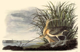 Long-Billed Curlew