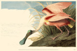 Roseate Spoonbill