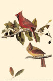 Northern Cardinal