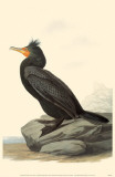Double-Crested Cormorant