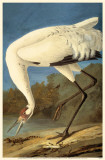 Whooping Crane