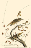 Hermit Thrush