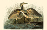 American Bittern